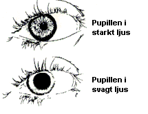 Teckningar av pupillen i starkt respektive svagt ljus. Illustration.